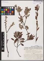 Foto von Salix aurita L. x Salix eleagnos Scop.